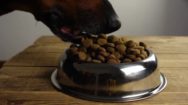 Доберман занурюється в металеву миску і їсть її в повільному русі — стокове відео
