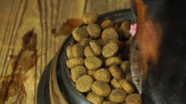 Metalowa miska z suchym pokarmem dla zwierząt domowych w widoku makro i czarny nos psów jedzących go w zwolnionym tempie — Wideo stockowe