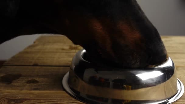 Siyah köpeğin gümüş tabaktaki kuru yiyecekleri yiyip ağır çekimde ahşap masada durduğu yakın plan. — Stok video