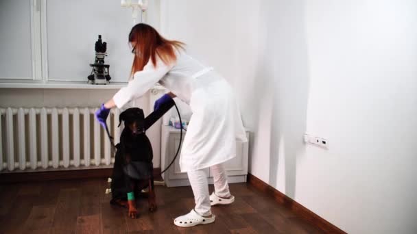 Kvinna veterinär sätter plast elizabethan medikan krage på den svarta hunden — Stockvideo