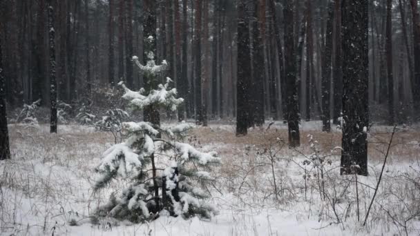 Einzelne Tanne auf den Kiefernstämmen Hintergrund und fallender Schnee in Zeitlupe — Stockvideo