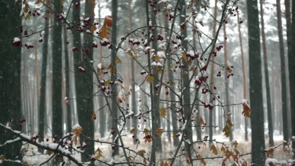Vinterlandskapet i skogen med fallande snöflingor i en slow motion vid kyligt väder — Stockvideo