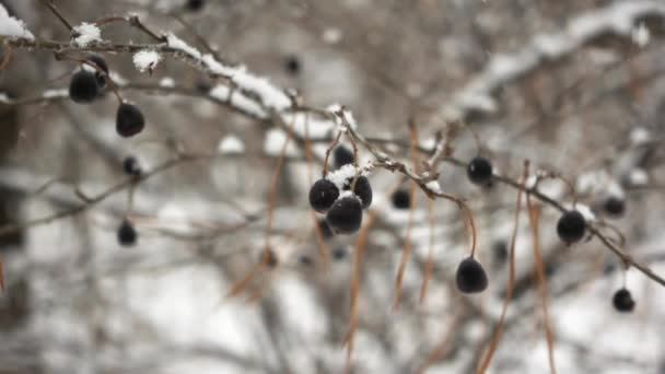 Vista de cerca de la rama con bayas negras en el bosque de invierno y espectáculo de caída en un movimiento de nieve — Vídeos de Stock