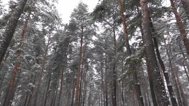 Krajina zimního borového lesa s padajícími sněhovými vločkami ve zpomaleném filmu natočeném zdola — Stock video