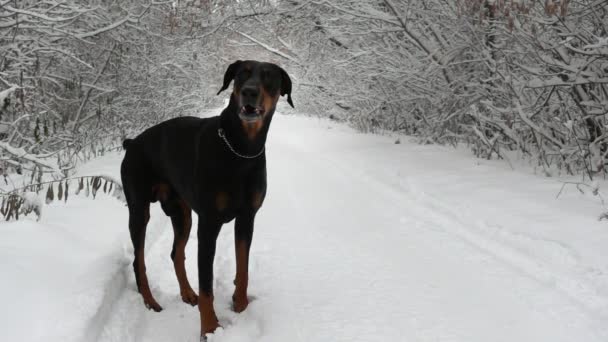 Een zwarte doberman staat op de weg in een winterbos en blaft in een slow motion — Stockvideo