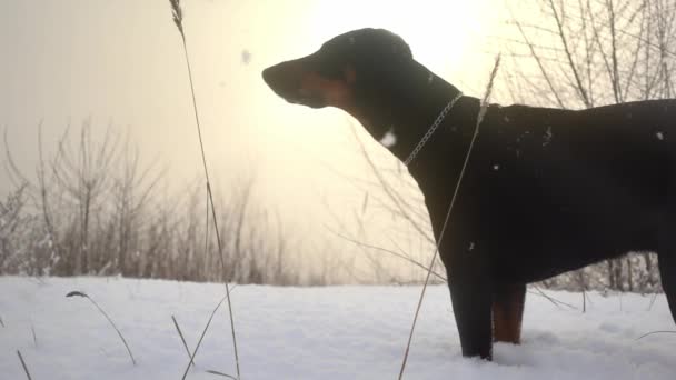 Kara köpek güneşli bir kış gününde bir tarlada duruyor. Yavaş çekimde düşen kar tanelerinin arasında. — Stok video