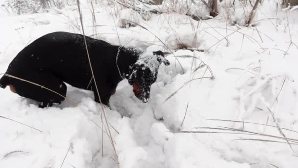 Purebri doberman nero sta cacciando in una foresta invernale al rallentatore — Video Stock