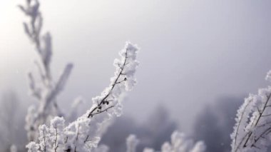 Soğuk bir kış gününde karla kaplı ağaç dallarının makro görüntüsü ağır çekimde çekilen bir ağaçta.