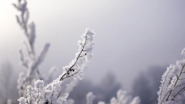 Makro-Ansicht von Bäumen Zweige mit Schnee bedeckt an einem kalten Wintertag in einem Wald in Zeitlupe gefilmt — Stockvideo