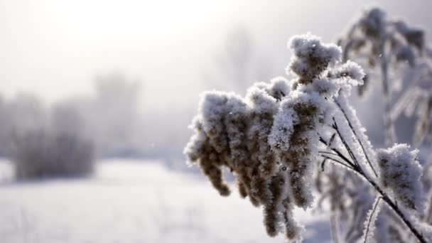 Vista de cerca de la caña seca cubierta de nieve en un prado filmado en cámara lenta — Vídeos de Stock