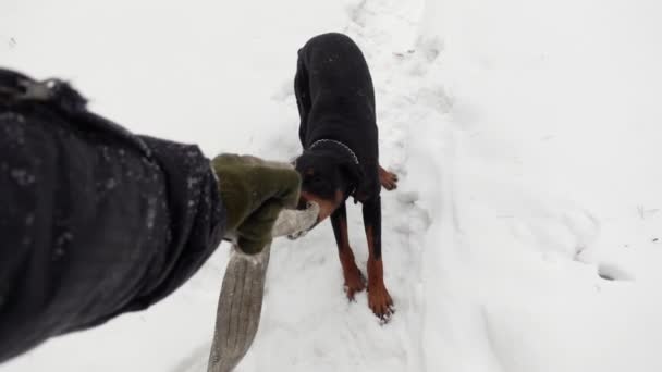 Doberman křupe a zápasí s olovem od svých majitelů ruku stojící ve sněhové závěji — Stock video