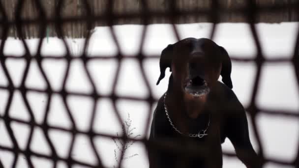 Hunden skäller bakom ett metallstängsel och skyddar privat egendom i slow motion — Stockvideo