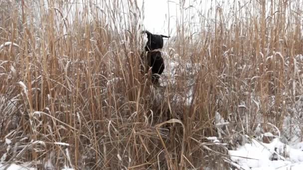 Черная чистокровная собака выпрыгивает из кустов тростника на лугу в замедленной съемке. — стоковое видео