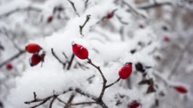 Düşen kar tanelerinin arasından sarkan parlak kırmızı yaban mersinli makro.