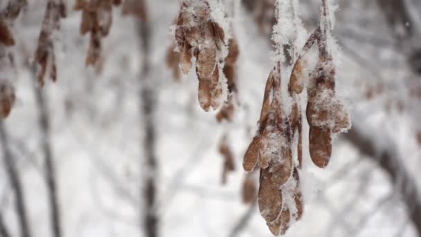 Sementes de ácer seco penduradas em um ramo coberto de neve em uma floresta de inverno filmada em câmera lenta — Vídeo de Stock