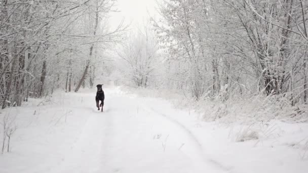 Een grote zwarte hond rent op de weg in een winterbos tussen vallende sneeuwvlokken in slow motion — Stockvideo