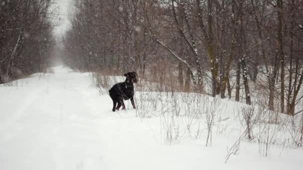 Ο Ντόμπερμαν τρέχει στο χιονισμένο δρόμο στο δάσος στην καταιγίδα γυρισμένη σε αργή κίνηση. — Αρχείο Βίντεο