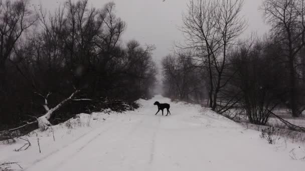 スローモーションで撮影された吹雪の中で森の冬の道を遠くに黒い犬を歩く — ストック動画