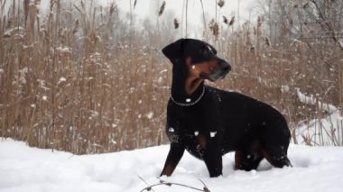 Safkan siyah köpek, yavaş yavaş düşen kar tanelerinin arasında sazlığın arka planında duruyor.