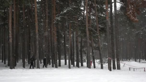 Due persone sciano in una pineta in una fredda giornata invernale tra fiocchi di neve cadenti in slow mo — Video Stock