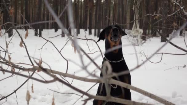 Czysty pies siedzi w zimowym lesie sosnowym za gałęziami drzew i szczeka w zwolnionym tempie. — Wideo stockowe