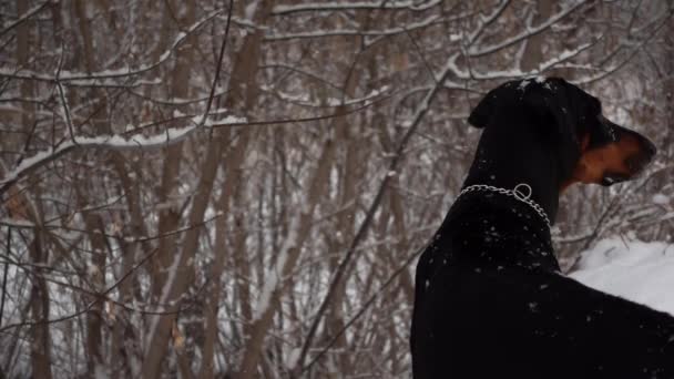 Egy fekete kutya portréja áll a téli erdőben, és messziről néz, majd elfordítja a fejét. — Stock videók