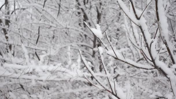 Close-up beelden van boomtakken bedekt met sneeuw in een winterbos in slow motion — Stockvideo