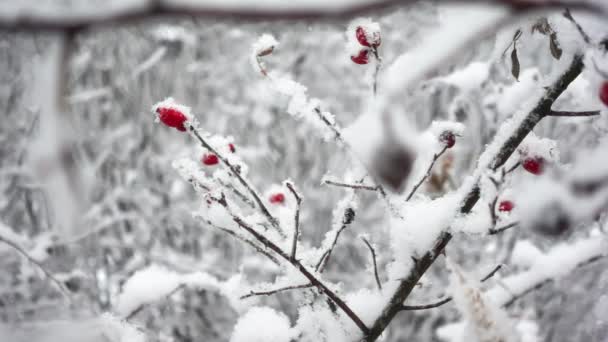 Macro view of briar branches covered by snow in a winter forest filmed in slow motion — Stock Video