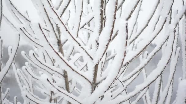 Vista macro de ramas de árboles congeladas cubiertas de nieve filmadas en cámara lenta sobre un fondo de cielo blanco — Vídeos de Stock