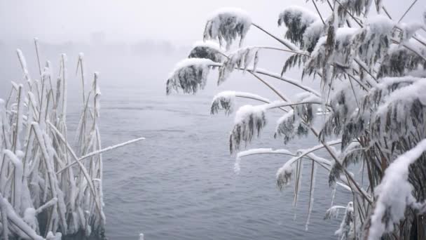 Τοπίο του ποταμού χειμώνα και καλάμι αυξάνεται στην ακτή μεταξύ πτώση νιφάδες χιονιού σε αργή κίνηση — Αρχείο Βίντεο