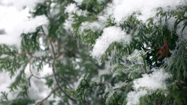 Veduta ravvicinata dei rami di cedro tra i fiocchi di neve cadenti filmati al rallentatore — Video Stock