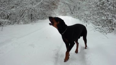 Havlayan bir doberman kış ormanında karlı bir yolda duruyor ve ağır çekimde avlanıyor.