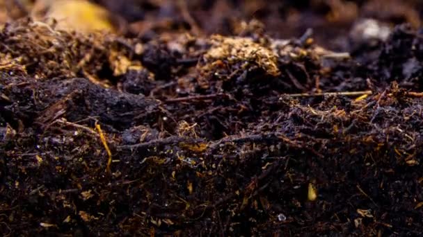 Макросъемка зерна репы, которое прорастает из земли во времени — стоковое видео