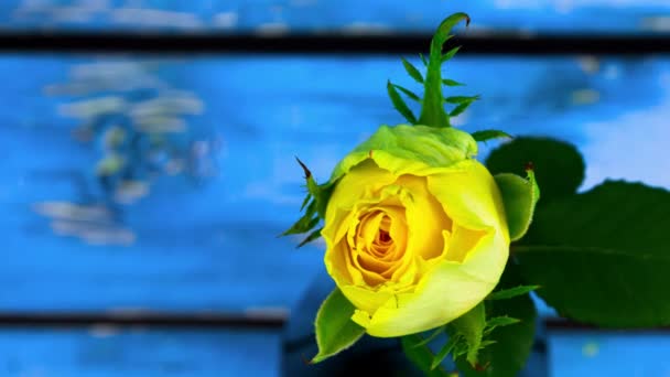 Тимелапс цвітіння і зів'янення трояндового квіткового циклу життя і смерті рослини — стокове відео