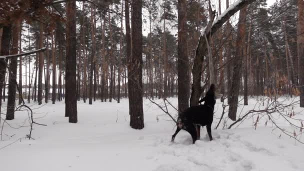 Σκύλος σκύβει και τραβάει ένα κομμάτι από το κουρέλι που κρέμεται από το δέντρο σε αργή κίνηση — Αρχείο Βίντεο