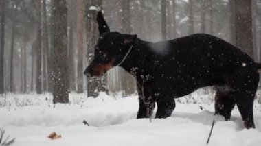 Safkan bir köpek kar yığınını kazıyor sonra başını sallıyor ve ağır çekimde kendini yalıyor.