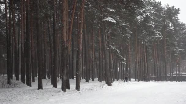 Rückansicht eines Mannes, der weit entfernt in einem Kiefernwald im Schneefall Ski fährt, gefilmt in Zeitlupe — Stockvideo