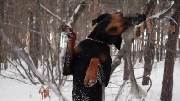 Close-up van de hond knabbelen en trekken een stuk van het doek opknoping van boom tak in slow motion — Stockvideo