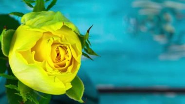 Yukarıdan çekilen zaman diliminde açan sarı bir gülün makro görüntüleri