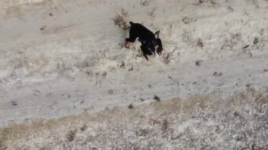 Siyah doberman zıplıyor ve havlıyor. Yukarıdan çekilen dronu yakalamaya çalışıyor.