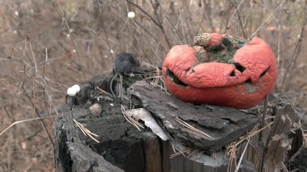 Kis egér ül egy csonkon mellett fakó halloween tök egy őszi erdőben — Stock videók