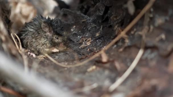 Tikus kayu liar duduk di kulit pohon dan makan makanan pada hari musim gugur di makro — Stok Video