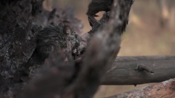 Mouse è seduto su un albero nella foresta autunnale e mangiare cibo al rallentatore e macro — Video Stock