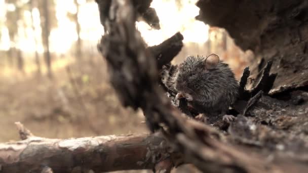 Kleine muis zit op de schors in een bos en knabbelt aan een stuk voedsel dat het in zijn poten houdt. — Stockvideo