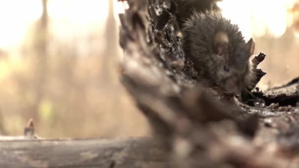 Ratón se arrastra en un agujero de árbol y olfatear en un día soleado de otoño en macro — Vídeo de stock