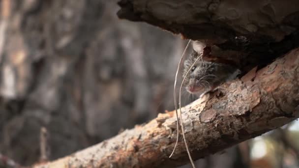 Imágenes macro de un ratón salvaje sentado en la rama y mirando — Vídeo de stock