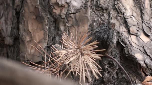 Widok z tyłu dzikiej myszy siedzącej na pniu sosny i oddychającej makro — Wideo stockowe