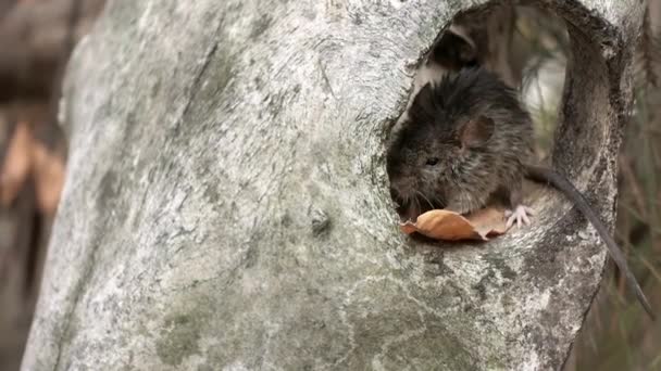 Eine kleine Waldmaus sitzt in einem Tierschädel und schnüffelt, dann kriecht sie im Makro davon — Stockvideo