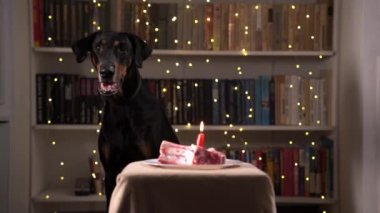 Safkan siyah köpek yanan mumla doğum günü pastasının önünde oturuyor.