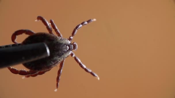 A tick is caught by metal tweezers and filmed in macro on an orange background — Stock Video